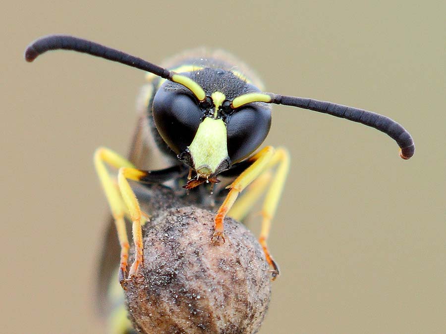 Eumenes sp. da ID